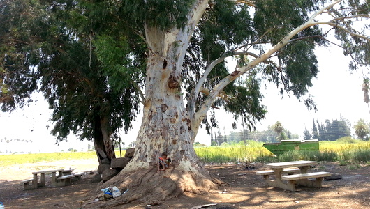 עץ אקליפטוס ענקי  ליד המעיין