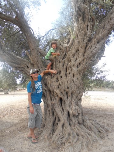 את הזיתים של עצי הזית העתיקים של אזור ציפורי כובשים במושב ציפורי בבית הבד ריש לקיש